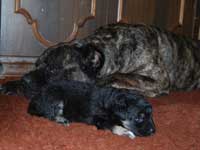 cane toccatore puppies puppy